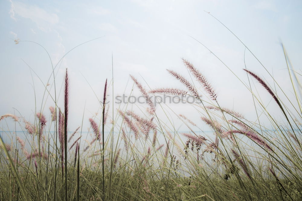 Similar – Image, Stock Photo Kirke. Environment Nature