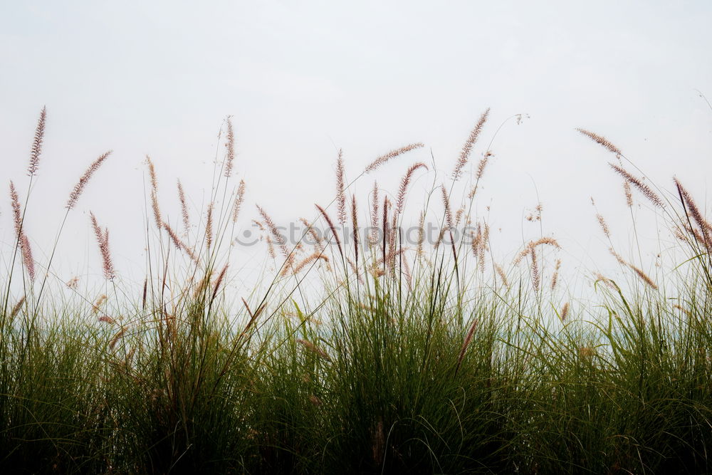 Similar – Image, Stock Photo A breeze. Environment