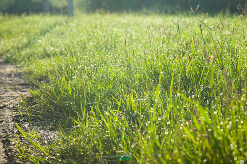 Similar – barefoot in the grass