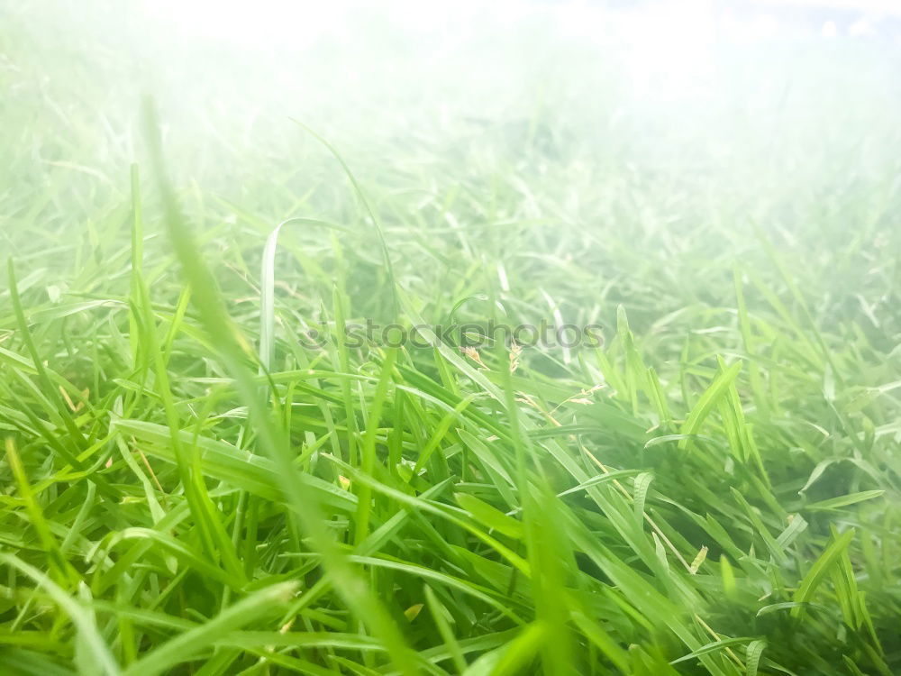 Similar – Image, Stock Photo morning dew Easter Nature