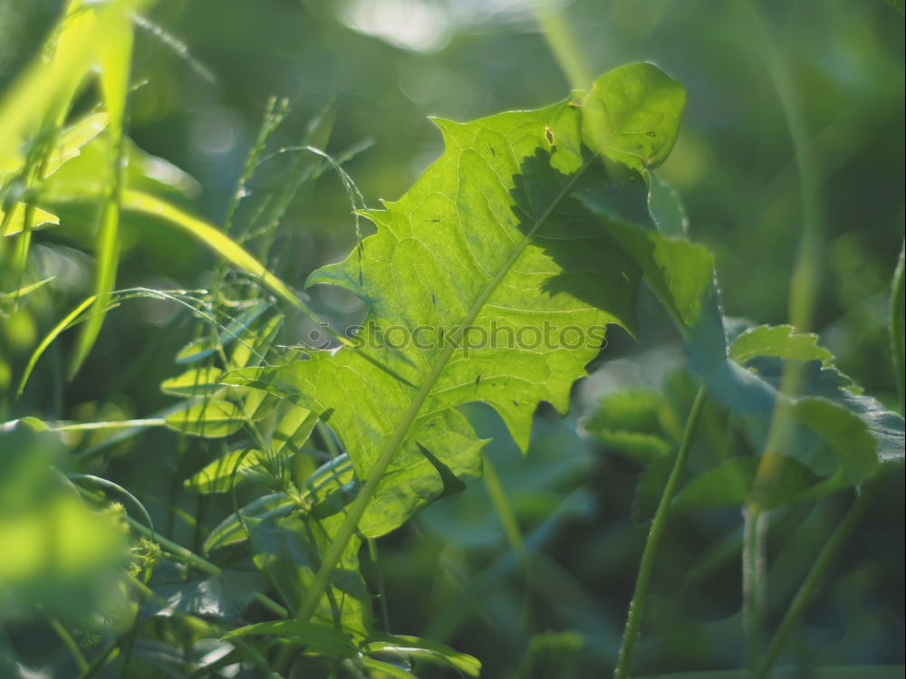 Similar – Image, Stock Photo raised bed fresh green rhubarb