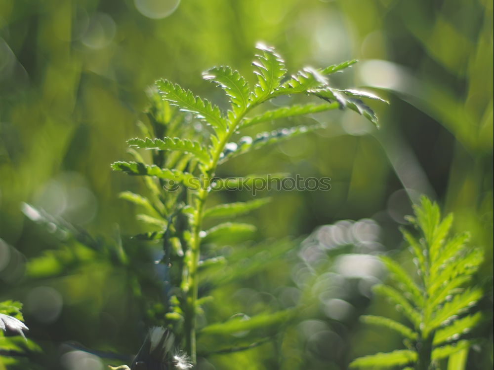 Similar – Image, Stock Photo always green Environment