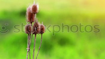 Similar – grass Grass Green Violet