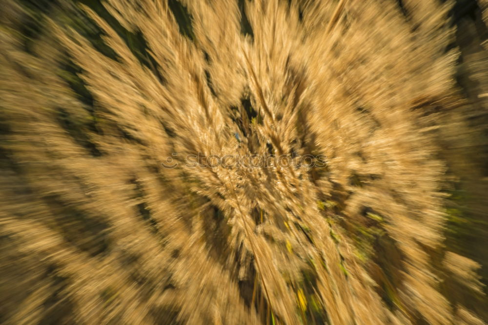 Similar – Image, Stock Photo Spider’s web in autumn against the light