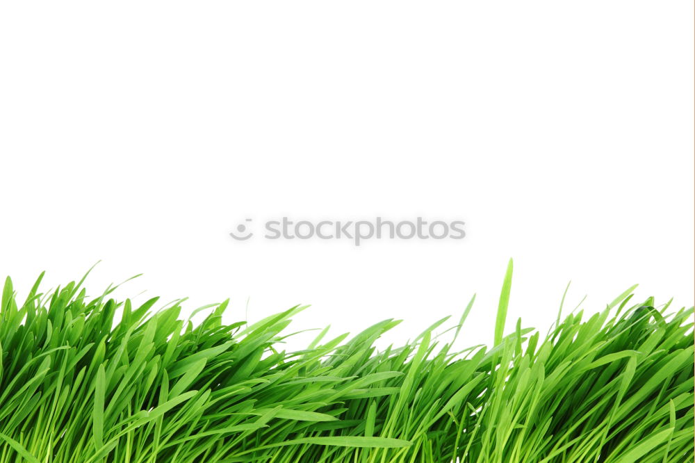 Similar – clean gras