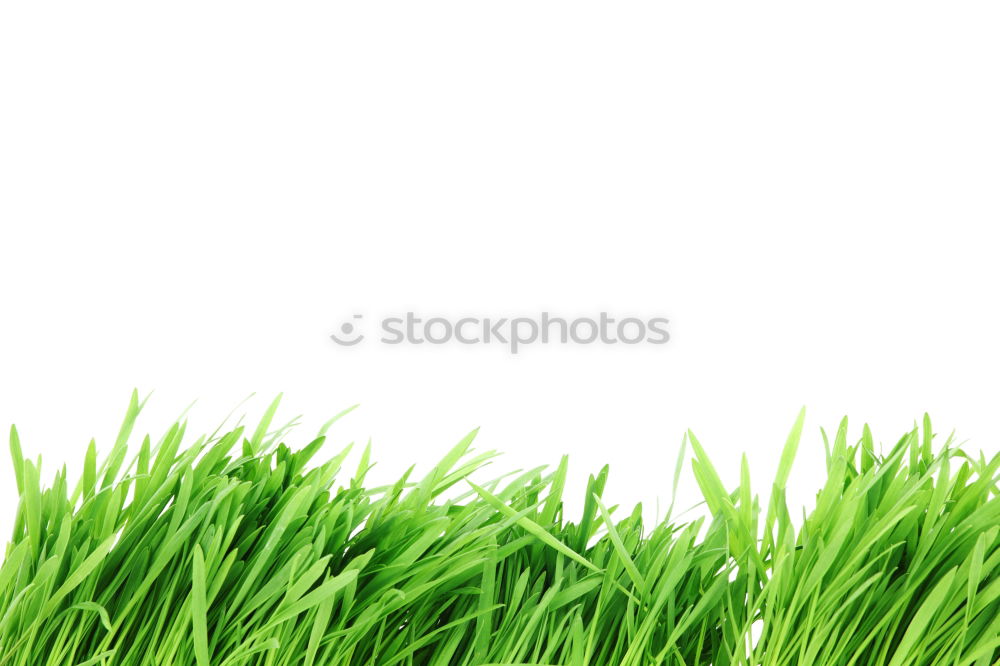 Similar – clean gras