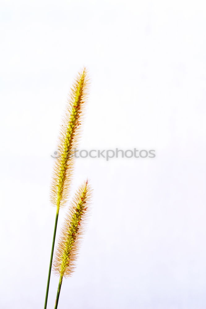 Similar – Grass level Plant Meadow