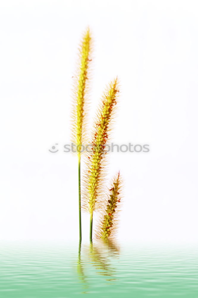 Similar – Grass level Plant Meadow