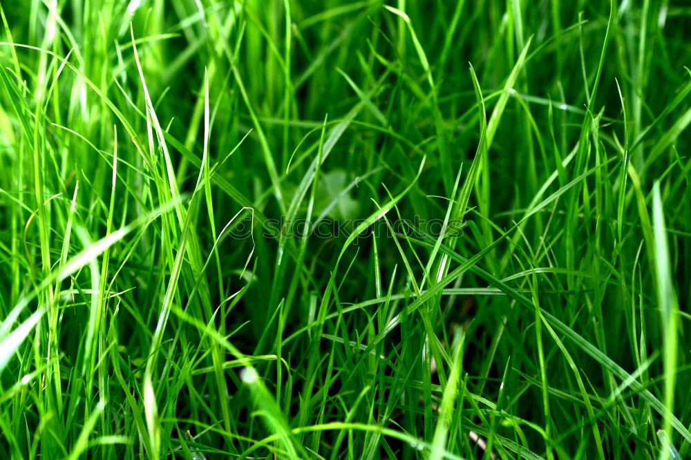 Similar – Foto Bild wiesencase Gras grün