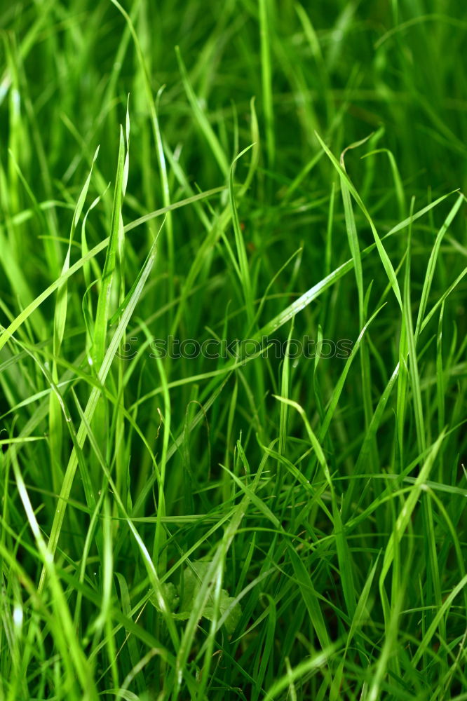 Similar – Image, Stock Photo The grass is green Grass