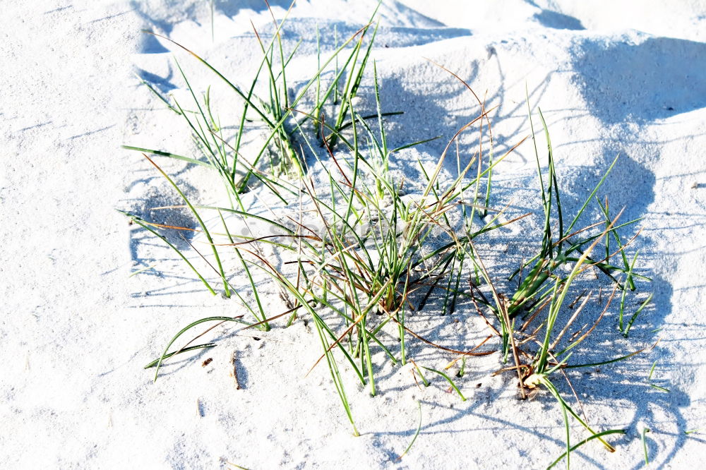 Similar – Image, Stock Photo Thawed hole in a snow cover on the field