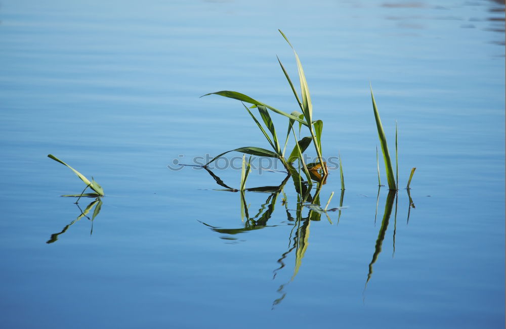 Similar – The Seahorse Animal Algae