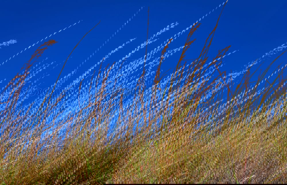 Image, Stock Photo Watch the sky Clouds Green