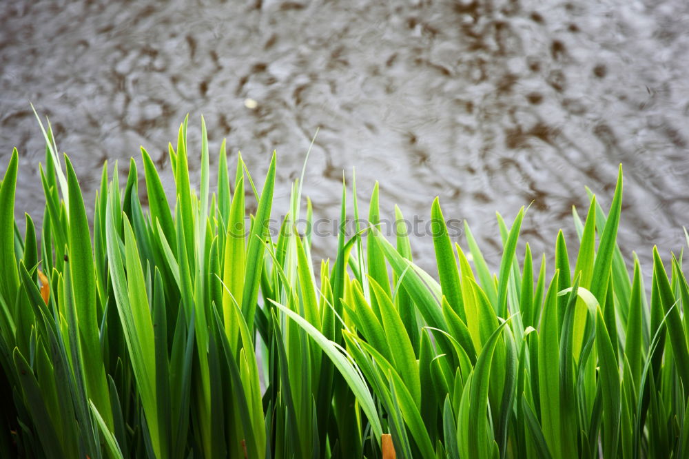 Similar – Image, Stock Photo Nature vs. Civilisation