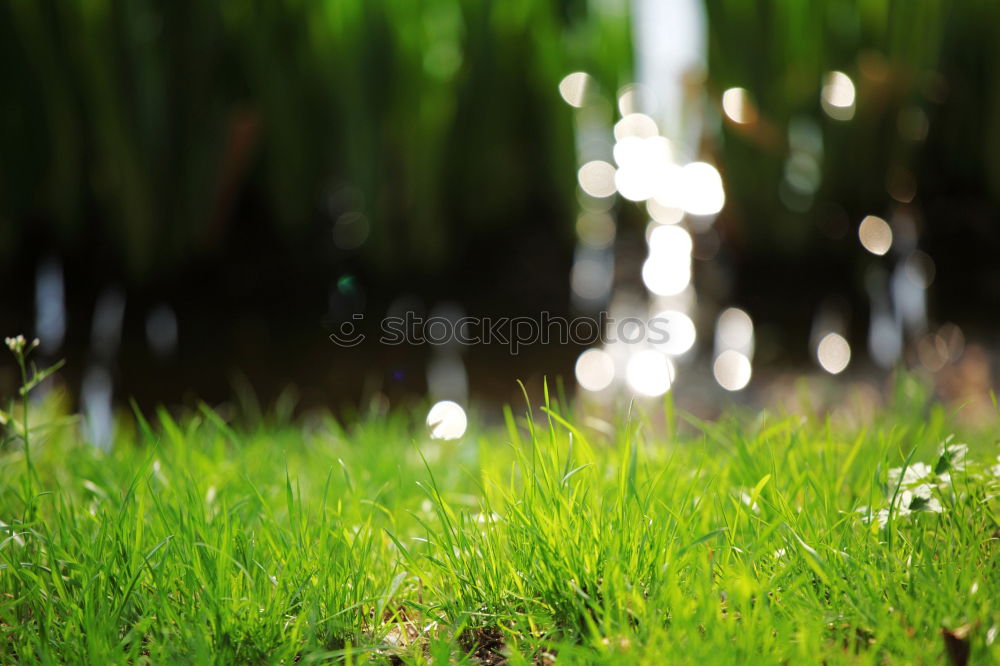 Foto Bild regen.tropfen