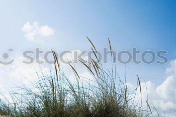 Similar – Image, Stock Photo The grass is over the matter