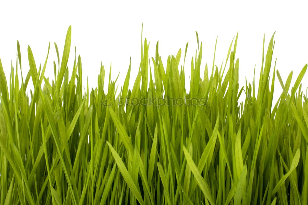 Similar – striped grass Grass Line