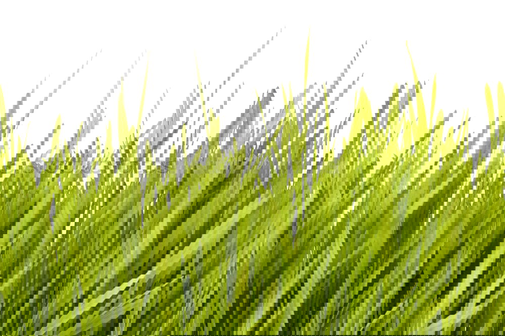 Similar – Image, Stock Photo Winter cereals