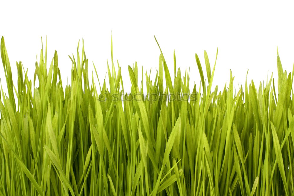 Similar – Image, Stock Photo meadow Meadow Field Grass