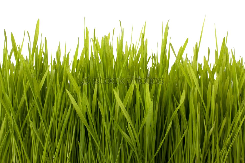 Similar – striped grass Grass Line