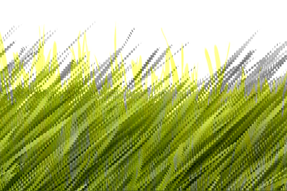 Similar – Image, Stock Photo Winter cereals