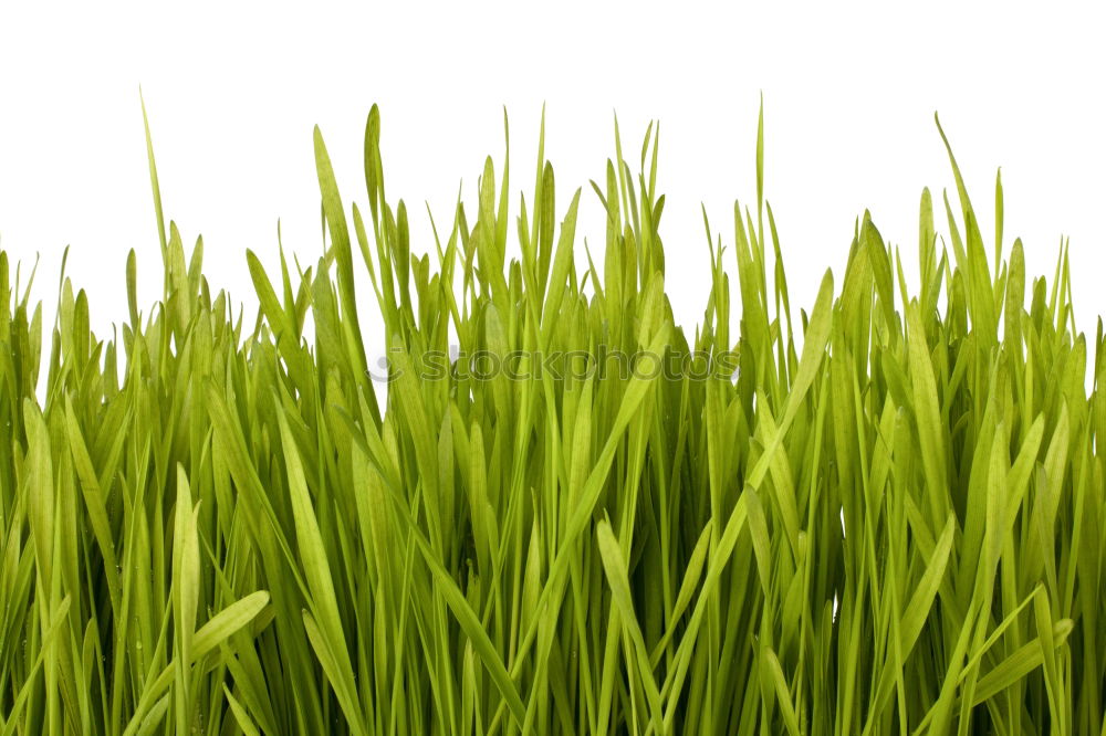 Similar – striped grass Grass Line