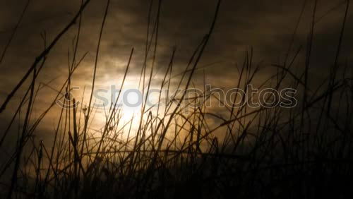 Similar – Wolkenlücke Gras Licht