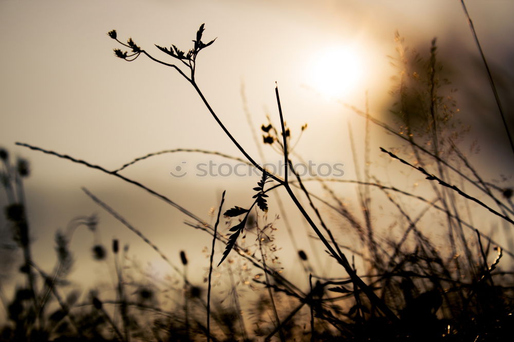 An evening in the olive grove