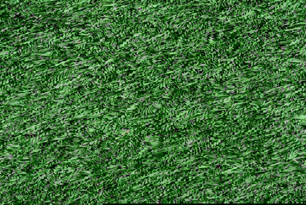 Similar – Image, Stock Photo T(carpet) Sports