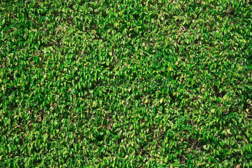 Similar – Image, Stock Photo tablecloth Summer Meadow