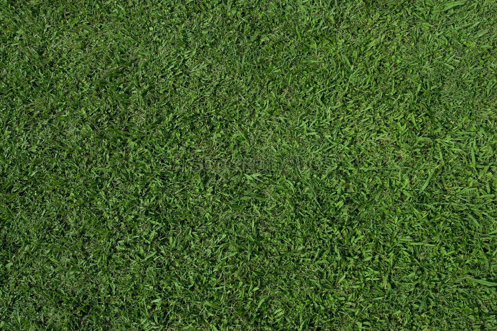 Similar – Simply Green Grass Lawn