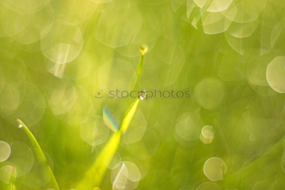 Similar – Image, Stock Photo sunny yellow Cooking oil