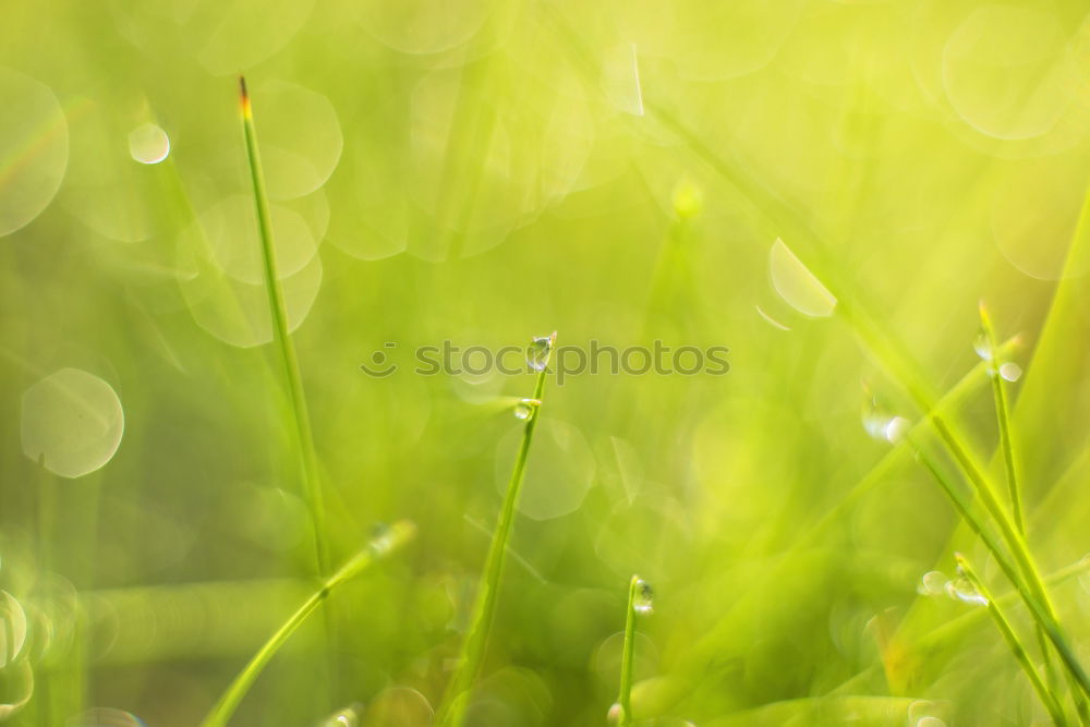 Similar – green stuff Grass Green