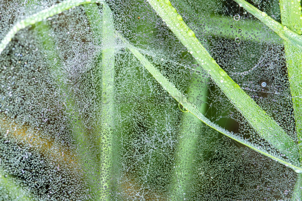 Similar – mosquito trampoline Plant