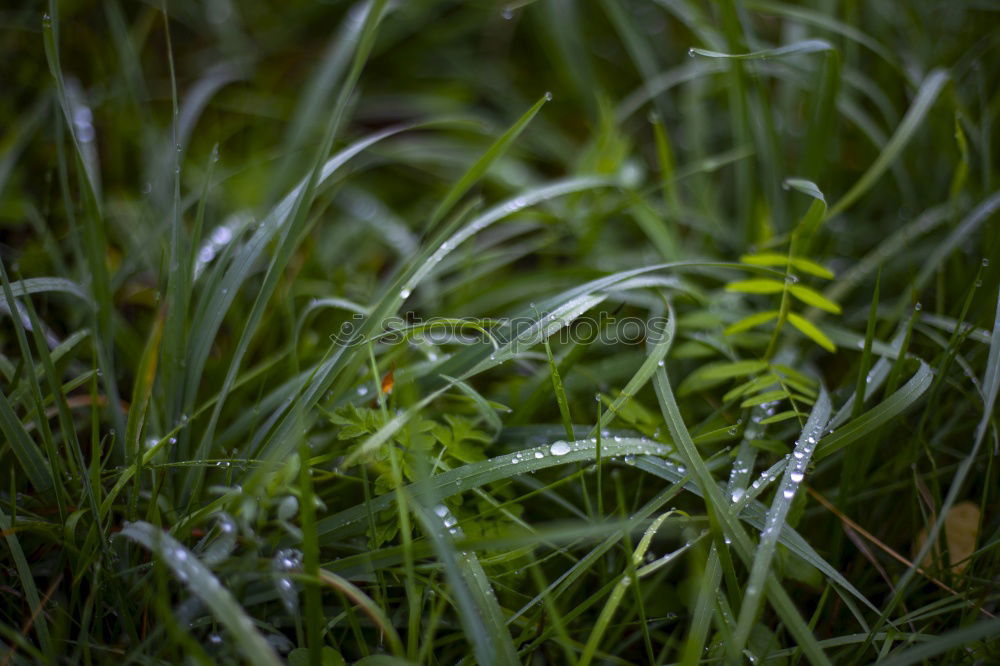 Similar – Foto Bild Herbstlaub Blatt grün