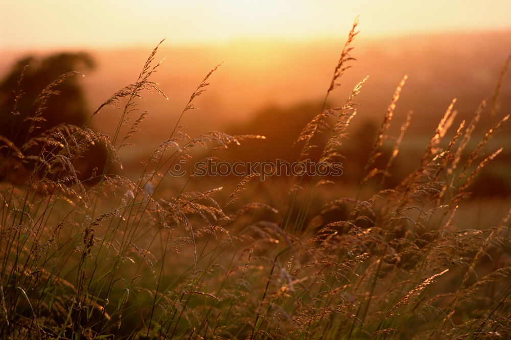 Similar – Image, Stock Photo Sicilian cows in the evening light