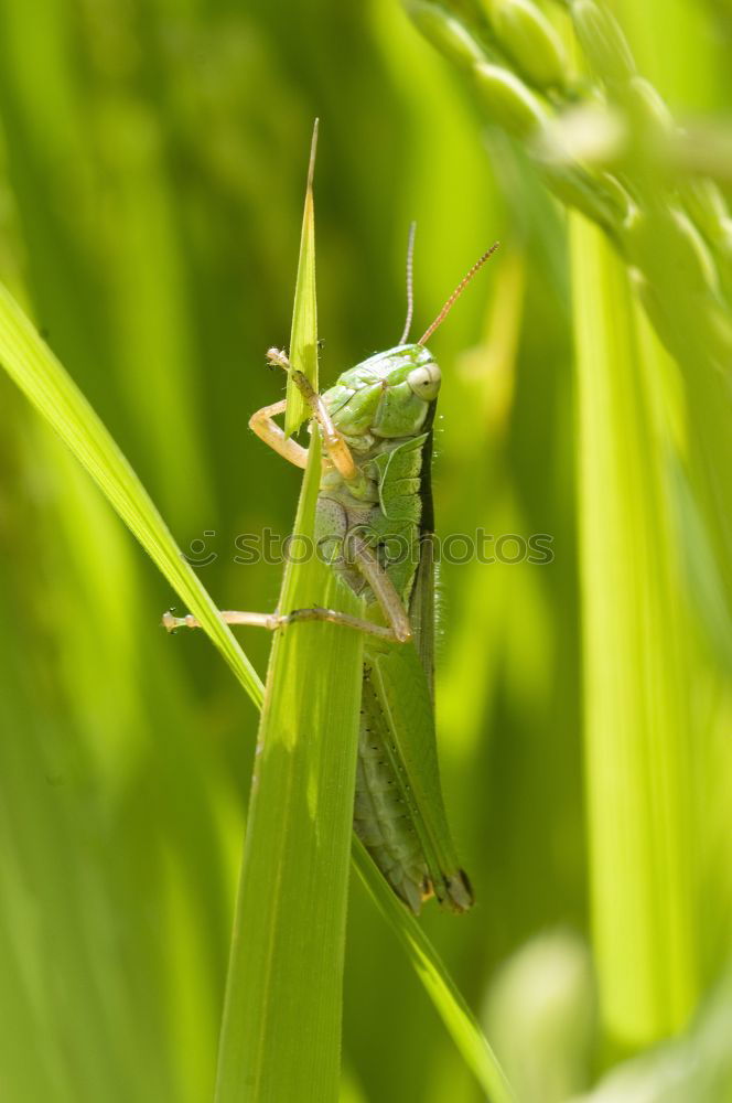 Similar – Image, Stock Photo Grasshopper on a blade of grass