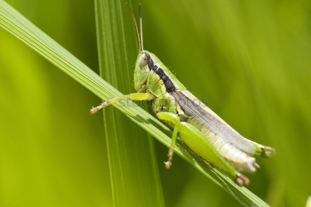 Similar – Macro of a small brown grasshopper