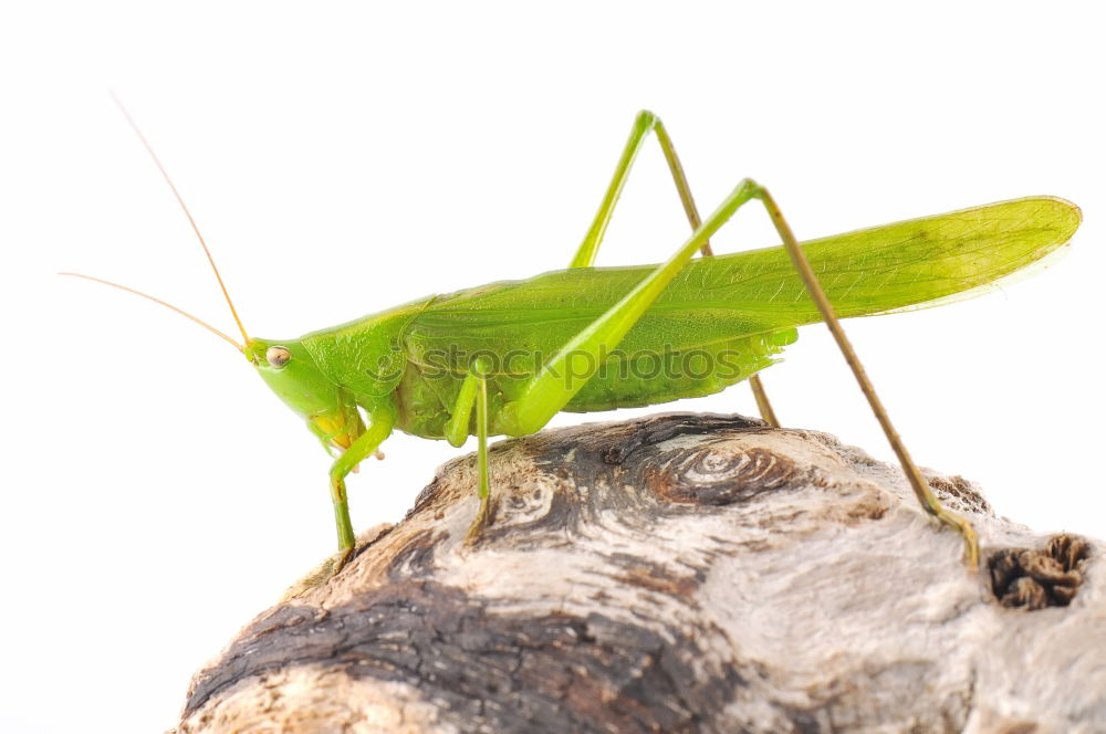 Similar – Locust, Insect Rear view