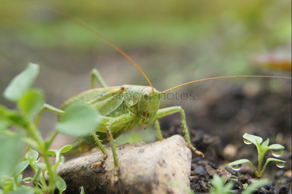 Similar – Beetle in green Antenna