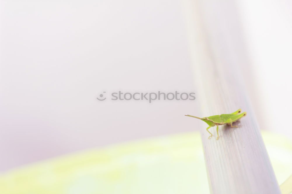 Similar – Image, Stock Photo Snail on Tour Slug Slowly