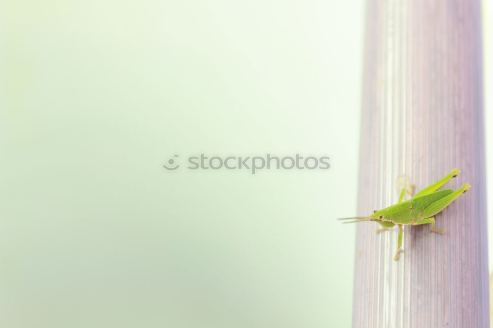 Similar – Image, Stock Photo grasshopper Green White