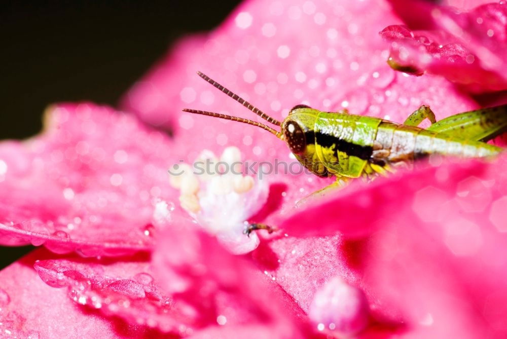 Similar – Larva of the green stink bug 04