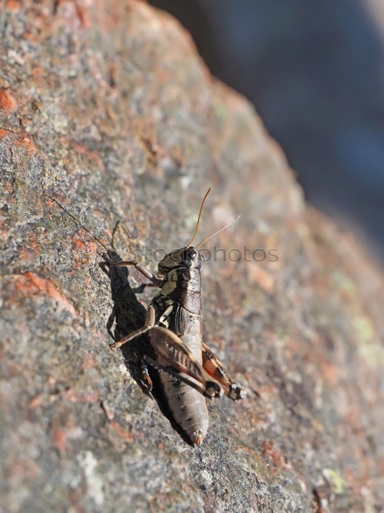 Similar – schmetterling Insekt