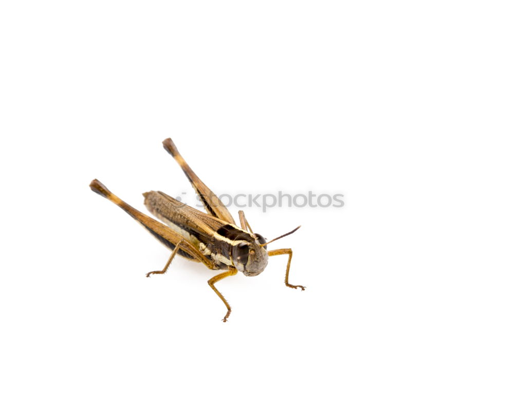 Similar – Image, Stock Photo cockchafer Nature Animal