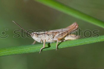 Macro of a small brown grasshopper