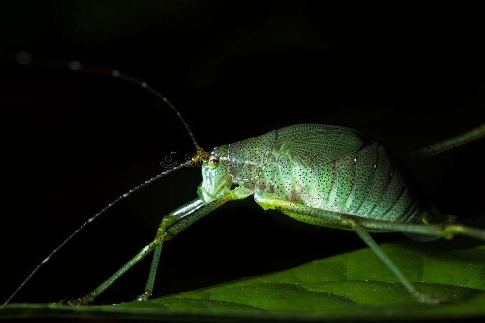 Similar – Image, Stock Photo no longer jumps Locust