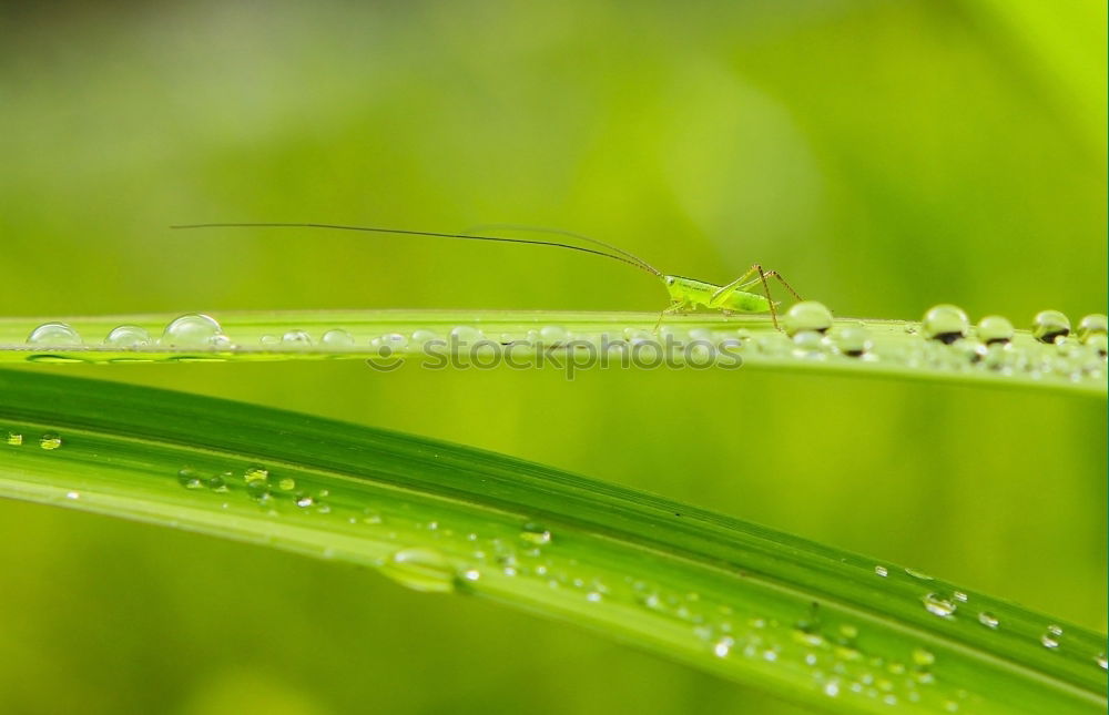 Similar – Ant on green Environment