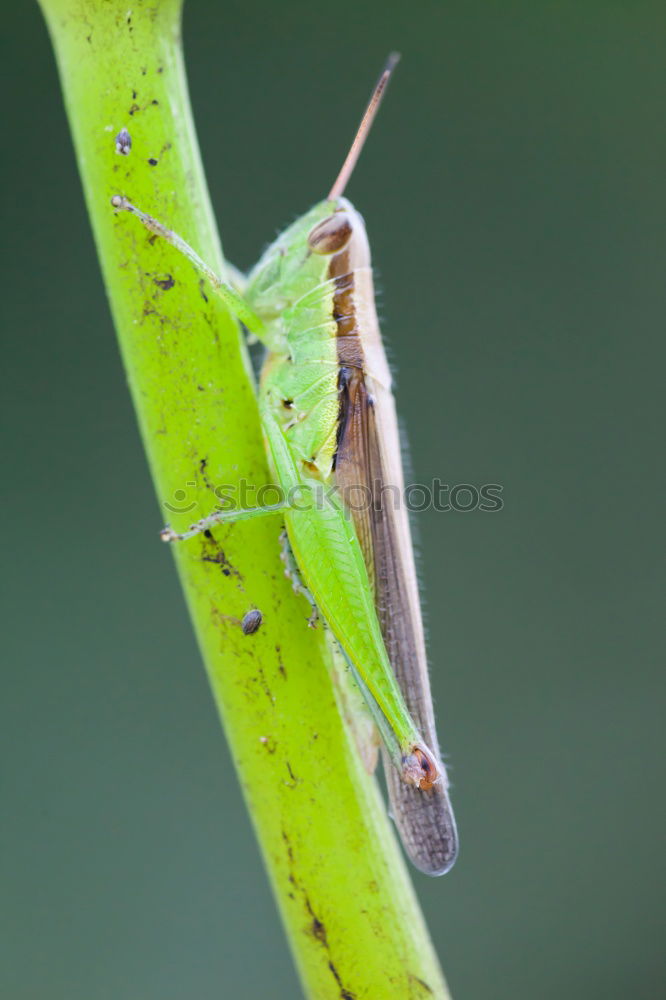 Similar – Macro of a small brown grasshopper