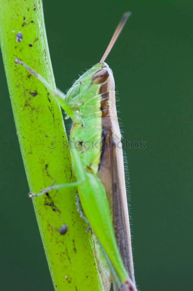 Similar – Macro of a small brown grasshopper